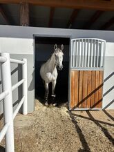 Keutschach (Kärnten) Reitbeteiligung Wallach für Erfahrene (f. 1 oder Poln. Warmblut Wallach