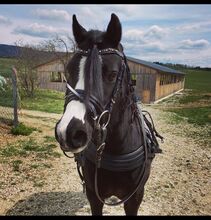 Kinderpony Black Beauty