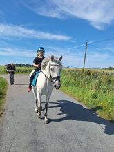 Kinderpony Reitpony