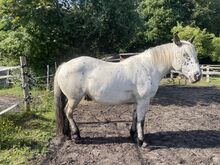 Appaloosa-Kaltblut-Stute, 13 Jahre, 159cm