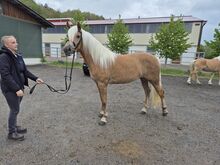 Haflinger Stute