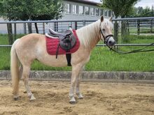 Haflinger Stute