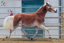 Haflinger Stute