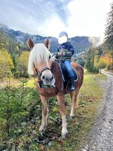 Haflinger Stute zu verkaufen!