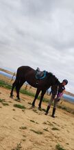 Polnische Warmblut Stute