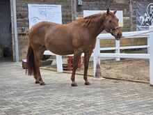 Quarter Horse Stute mit bester Reining/Cutting-Abstammung