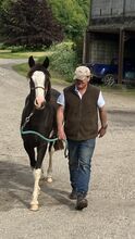 Criollo filly