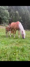 Haflinger x Vollblutaraber Stutfohlen