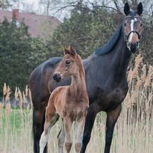 ** Warmblut Stutfohlen **