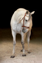 Kladruber horse for sale