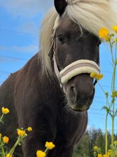 Classic Pony 7J