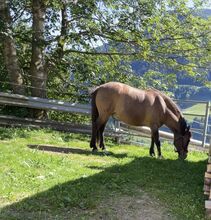 Kleinpferd/Pony Wallach
