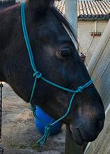 Knotenhalfter Pony, kleines Cob