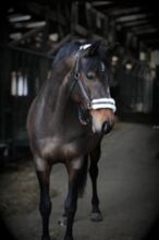 **Gehobenes Freizeitpferd, Dressurpferd, braune Stute, 8 Jahre **