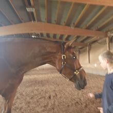 Herzenspferd, Seelenpferd momentan nicht reitbar weit unter Wert als Beisteller