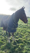 Tb gelding horse for sale