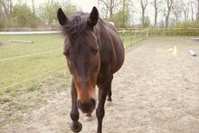 Tierschutzpferd Split sucht Zuhause