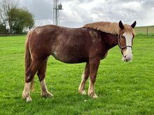 Kräftige, bildhübsche Warmblut Stute