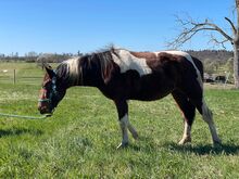 Kräftiger, unerschrockener Paint Horse Wallach