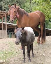 Kuschelponys