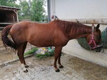 Quarterhorse Stute von 2021