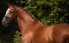 KWPN experienced gelding, 11 years old