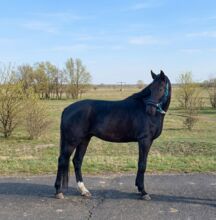 KWPN stallion