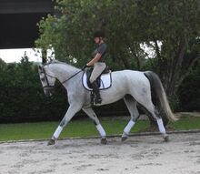 KWPN Dutch Warmblood Gelding 16hhs 8yrs.