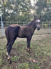 Lad ❤️❤️ Adorable blue roan draft cross!