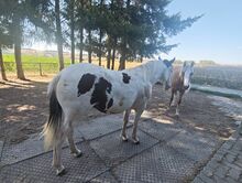 Hübsche Paint Horse x Criollo Mix Stute mit vielseitigem Potenzial