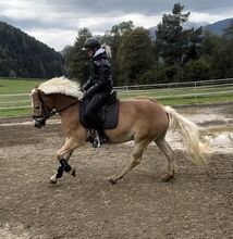 Großer Haflinger Wallach