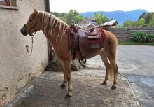 Große Haflinger Stute