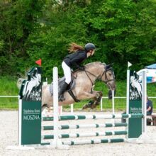 Large Konik Dinalino Gelding Pony with Talent