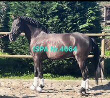 Grosser, sensibler Lusitano