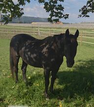 Freizeitpferd an guten Platz abzugeben