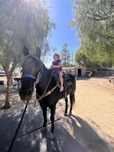 Horse back riding lessons and horse training