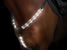 Leucht-Vordergeschirr ANIMAL-LIGHT®