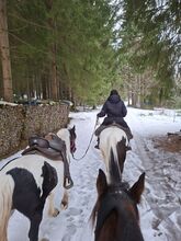 Reitbeteiligung  an 2 Pferden;)  1 traber ein pony  1,40