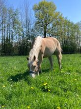 Liebe junge Haflinger Dame