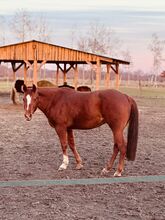 Liebe Quarter Horse Zuchtstute mit bewährter Allround-Abstammung