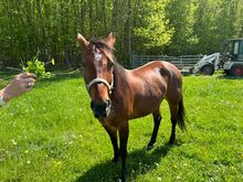 Liebenswerte, menschenbezogene Quarter Horse Stute