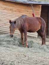 Liebenswerte Ponystute sucht Endplatz