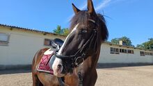 Lieber Sportpony-Wallach sucht Herzensplatz