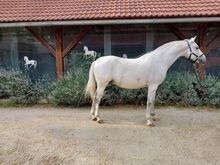 Lipizzaner wallach