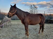 Liebenswerte Ponystute sucht Endplatz