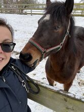 Liebevolle Ponystute zum Weiterausbilden