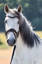 Apsl lusitano