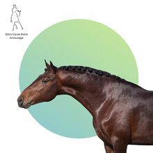 Lusitano Hengst 2015