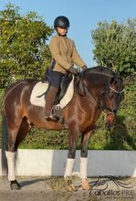 Lusitano Wallach - Anfänger-/Einsteigerpferd - ca. 1.60 m