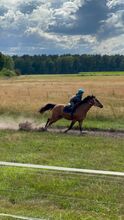 Vielseitiger Reitponywallach sucht Familie für neue Abenteuer